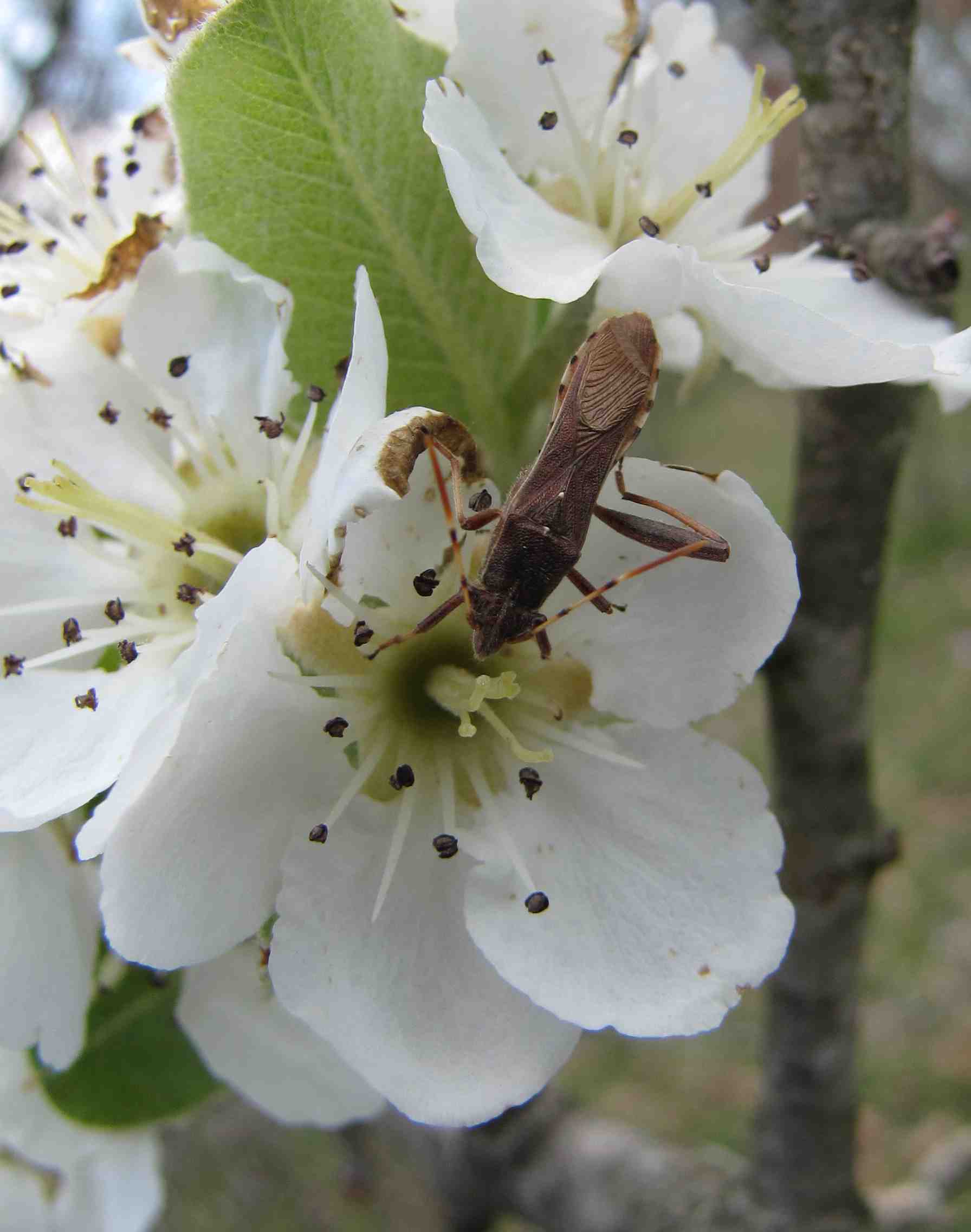 Alydidae sul pero: Camptopus lateralis